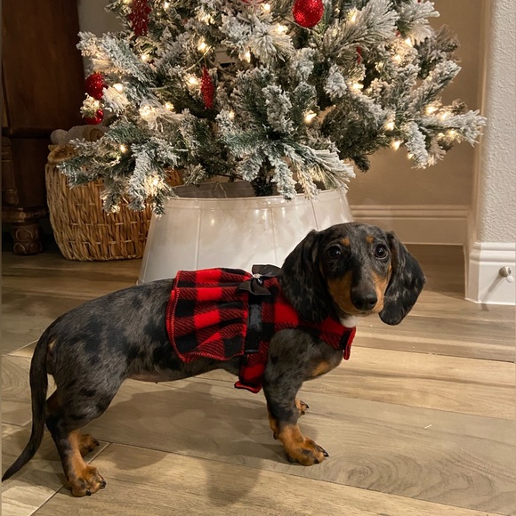 Meet your Posher, Laci - Picture 4 of 5